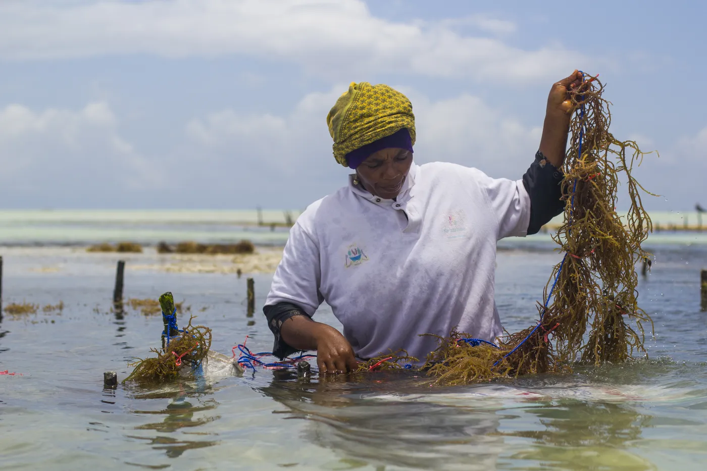 Seaweed farmer tending her lines in a shallow lagoon, Zanzibar